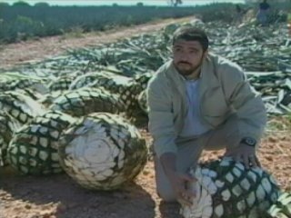 TRABAJO (5)  GANADO